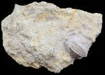 Blastoid (Pentremites) Fossil - Illinois #45020-1